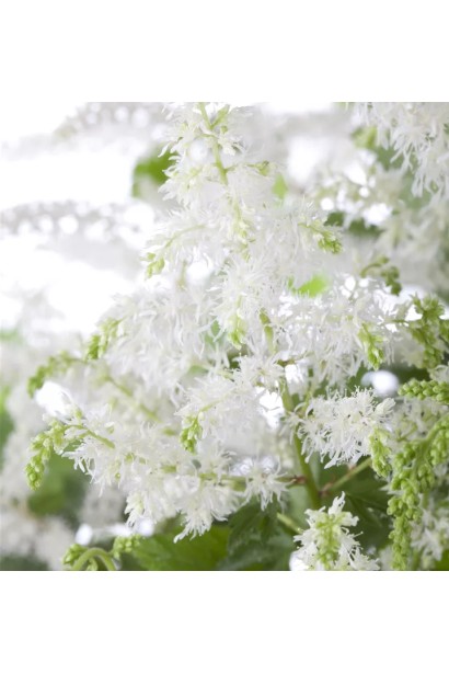 Astilbe arendsii Brautschleier